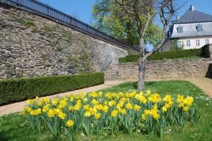 Frühlingsblumen am Ostflügel