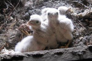 Jedes Frühjahr kommen Falken zum Schloss, die hier ihre Jungen bis zum ersten Ausflug betreuen. Auch finden 10 bis 15 Dohlenpaare hier ganzjährig ihren Unterschlupf.